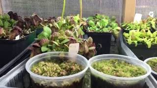 HOW I GREW MY CEPHALOTUS FROM SEED TIPS FOR GERMINATION 1080p [upl. by Gonagle532]