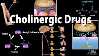 cholinergic drugs muscarinic and nicotinic receptors part 2  pharmacology lectures in urdu hindi [upl. by Adlar182]