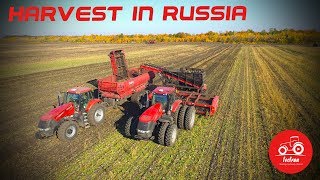 Efficient sugar beet harvest in Russia [upl. by Rolfston]