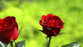 Phool Jaisi Muskaan Full Song HD  Taqdeerwala [upl. by Heymann]