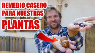 COMO HACER INSECTICIDA CON HUESO DE AGUACATE O BELLOTAS [upl. by Oinegue16]