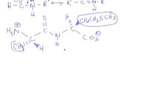 92 Amino Acids Peptides amp Proteins  Bonding Sequencing and Analysis [upl. by Aicilegna904]