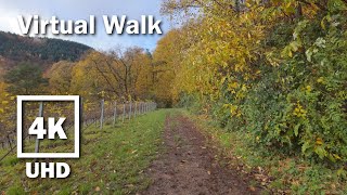 Virtual Walk beautiful autumn Vineyard  4K UHD Stereo  no Music  21 [upl. by Hulen]