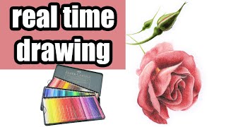 Faber Castell Polychromos realistic rose drawing  Colored pencil real time [upl. by Jabin]