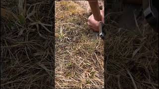 Fresh Cordyceps sinensis digging satisfying [upl. by Euton]