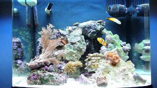 Biocube 14 Reef Update 9411 [upl. by Biancha]