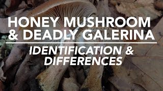 Honey Mushroom amp Deadly Galerina  Identification and Differences with Adam Haritan [upl. by Niven]