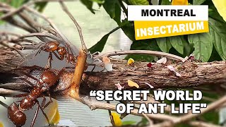 Montreal Insectarium Uncovering Ant Secrets Life A Closer Look [upl. by Arne]