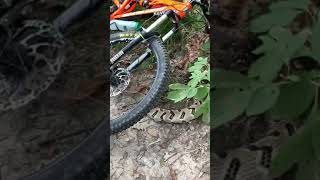 Brown county state park Rattlesnake Part 1 [upl. by Rauscher359]