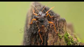 stock footage forest bug or red legged shieldbug pentatoma rufipes is a species of shield bug in the [upl. by Downing]