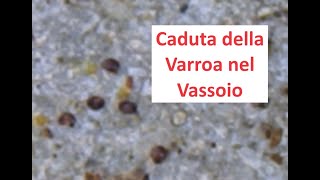 Caduta di Varroa [upl. by Leatrice]