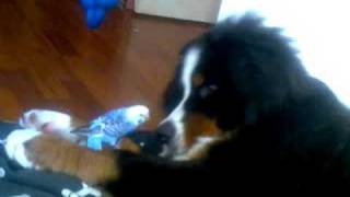 Duke Bernese Puppy and Simba Budgie playing [upl. by Nomad]