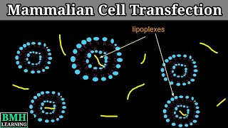 Mammalian Cell Transfection  Transfection Of Mammalian Cells  Transfection In Animal Cells [upl. by Maletta]