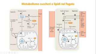 29 Ossidazione degli amminoacidi e integrazione del metabolismo [upl. by Ciapha]