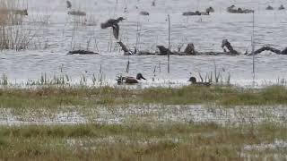 Northern Shoveler  Spatula clypeata  Šaukštasnapė antis  Широконоска [upl. by Hayidan]