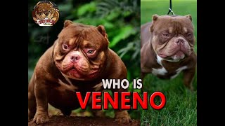 WHO IS THE FAMOUS VENENO THE AMERICAN BULLY [upl. by Courtnay]