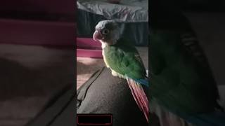 My Pets Family 🦜🐈 parrots catvideos youtubeshorts [upl. by Kennedy]