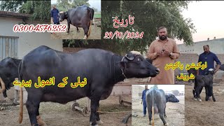 Neli Daryae Satlug ki khubsurat jhotia for sale Okara Animal TV 29102024 03004576252 لوکیشن پاکپتن [upl. by Onirefes]