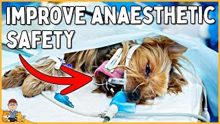 How to stop your dog dying from anesthesia  surgery [upl. by Oynotna910]