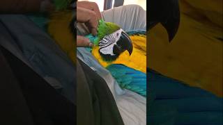 Macaw Relaxing  Happy Macaw  macaws ShaikhTanveer Exoticpets [upl. by Derek]