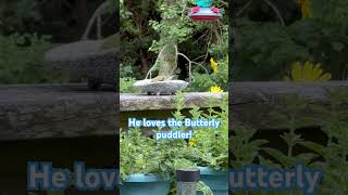 Goldfinch loves my Butterfly puddler birds nature goldfinch [upl. by Norag]