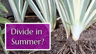 Divide These 3 Perennials in Summer for Free Plants [upl. by Aicnerolf]