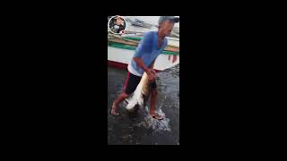 Amazing 26 kg Fresh cobia Rachycentron canadumo Pandawan huli Ng mangingisda [upl. by Oicangi]