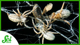 What We Can Learn From 10000 PackHunting Spiders [upl. by Neau]