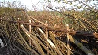 Hedgelaying at Wrotham 2 [upl. by Pallua]