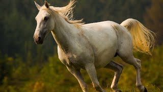 Lipizzan horse videos compilation Try not to watch it to the end [upl. by Jenness521]