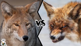 COYOTE VS FOX  Who Will Win [upl. by Cutlerr]