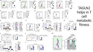 TAGLN2 helps in T cell metabolic fitness Code 714 [upl. by Erodavlas520]