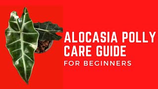 ALOCASIA POLLY PLANT CARE [upl. by Guinna]