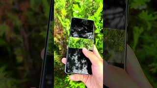 Xiaomi Mi 11 Ultra Camera Test Photographing Plants [upl. by Yendic]