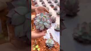 How to Harvest Succulents Like a Pro 多肉植物  다육이들  Suculentas plants [upl. by Nylime]