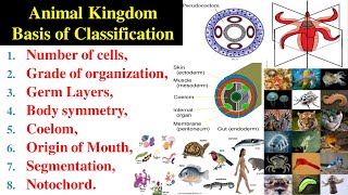 Basis of Classification  Germ layers  Coelom  Protostomia and Duterostomia  Animal Kingdom [upl. by Ahsel642]