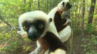 How smart is a Lemur [upl. by Atika]