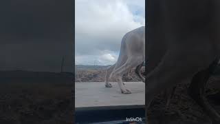 Kaingaroa hunt with uncle Steve and kennel build at mum house chur [upl. by Eisaj]