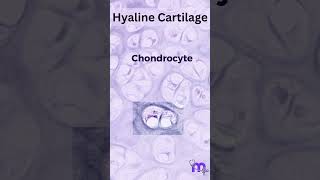 Histology of Hyaline Cartilage [upl. by Suinotna]