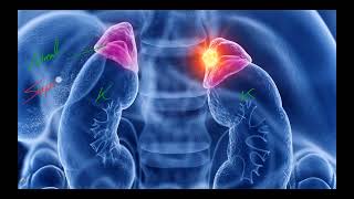 IM Endocrine 19 Adrenal gland Adrenal incidentaloma [upl. by Urbanus]