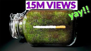 CIGARETTE IN SOIL  1 YEAR Time Lapse 8K [upl. by Humfried201]