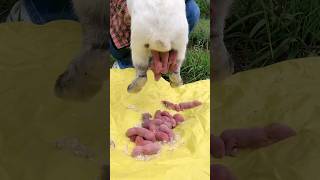 Rabbit giving birth to babies  Cute rabbit babies  Birth of a bunny rabbit rabbitbunny shorts [upl. by Anpas907]