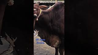 SR Agro 2025 collectionscow gabtolicowprice2024 gorupagla gorurhaat cowvideos agro animals [upl. by Yks]