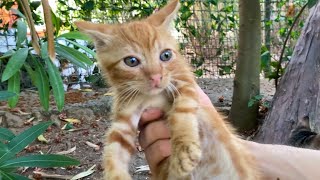 Incredibly cute little Kittens living in the park I gave them food 😍 [upl. by Natale]