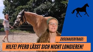 Hilfe Mein Pferd lässt sich nicht longieren So schaffst du es garantiert [upl. by Attaymik]