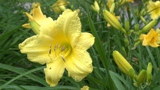 Happy Returns Daylily  Hemerocallis Happy Returns [upl. by Kcirdef354]