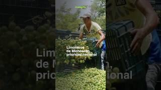 Los limoneros del Valle de Apatzingán entran en los objetivos del gobierno de Sheinbaum [upl. by Idoc458]