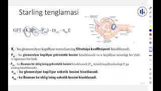 40 Buyraklar funksiyasi [upl. by Twum]