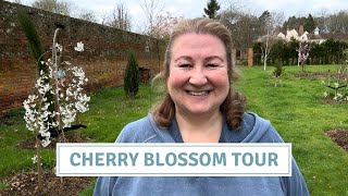 Cherry Blossom Tour Planting Shrubs Garden Tidy Seedling Update Cottoverdi [upl. by Yzdnil]