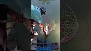 OMGAmazing Big Rohu fish catching fishing fish bigfish reelsfypシ fishingtrip fishinglife [upl. by Natascha]